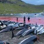 Mais de 1.400 golfinhos são mortos em um dia de caça nas Ilhas Faroe