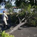 Chuva forte derruba ‘árvore de estimação’ e deixa galho sobre fiações em Campo Grande