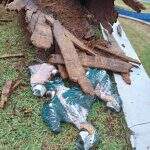 Queda de árvore por conta da chuva mata 3 filhotes de arara-canindé em Campo Grande