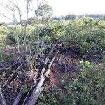 Fazendeiros de Campo Grande são multados em R$ 19 mil por desmatamento ilegal