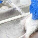 Agricultura diz que amostras de pescados de área de óleo não apresentam riscos