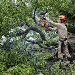 Árvore antiga cai com temporal e trava passagem de moradores no Carandá Bosque