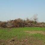 PMA autua proprietário rural em R$ 20 mil por desmatamento ilegal em Nova Alvorada do Sul