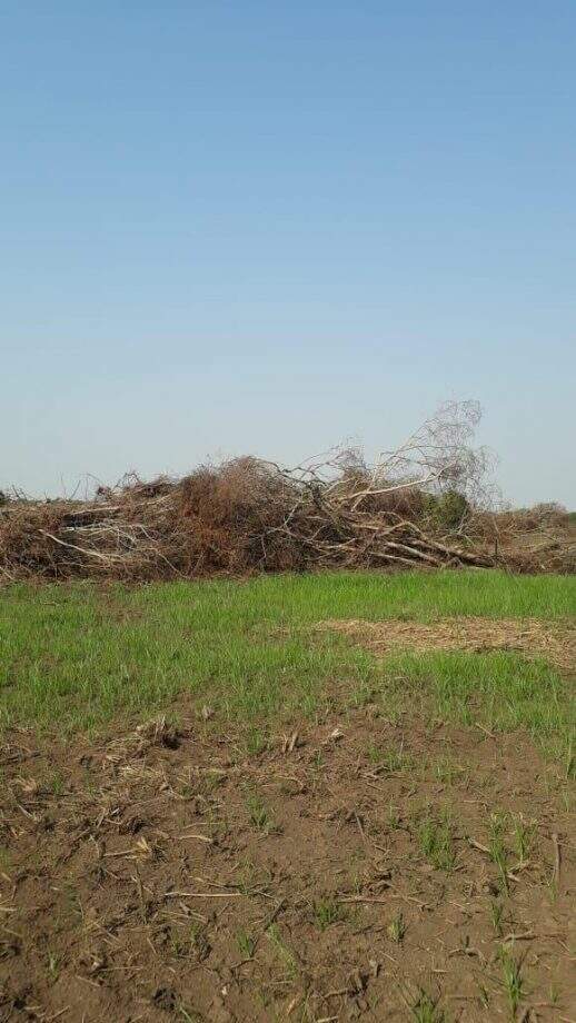 PMA autua proprietário rural em R$ 20 mil por desmatamento ilegal em Nova Alvorada do Sul