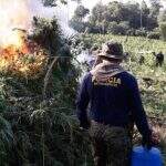 Polícia destrói 8 hectares de maconha plantada na região de fronteira