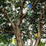 Árvore misteriosa dos desejos chama atenção no campus da UFMS