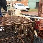 Fiscais do CCZ recolhem animais que sofriam maus-tratos em residência de Dourados