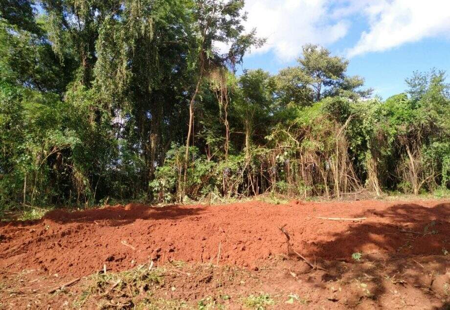 PMA autua fazendeiro em R$ 7 mil por derrubar árvores em área de preservação em Ivinhema