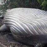 MISTÉRIO: Baleia Jubarte é encontrada no meio de mata no Pará