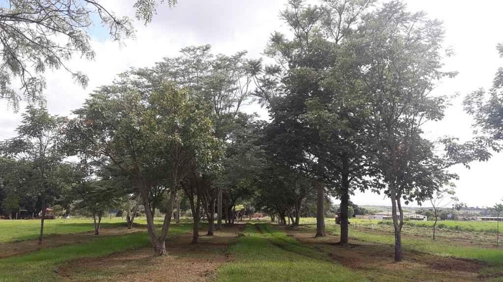 As árvores plantadas ajudam na formação de um bosque