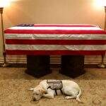 Cãozinho de George Bush espera funeral ao lado de caixão do ex-presidente dos EUA