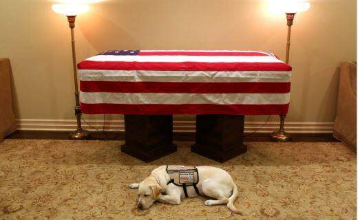 Cãozinho de George Bush espera funeral ao lado de caixão do ex-presidente dos EUA