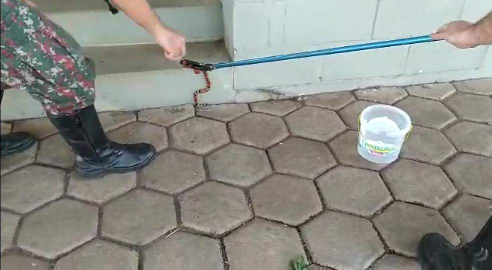Polícia captura serpente venenosa na escadaria de fábrica de sapatos em MS