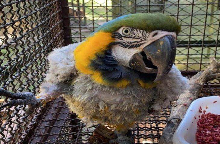 Arara que teve penas arrancadas deve demorar ao menos 1 ano para recuperar plumagem