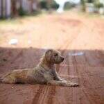 Prefeitura sanciona 2 leis que protegem cães e gatos e destina R$ 697 mil para causa
