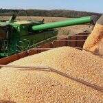 Colheita do milho já supera 68% da área e confirma safra recorde em MS, diz secretaria