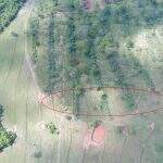 Campo-grandense é multado por desmatamento ilegal em propriedade rural de Bonito