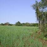 Arrendatário é multado em R$ 5 mil por plantar trigo em área de preservação