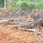 Proprietário rural é multado em R$ 14 mil por desmatamento de vegetação nativa