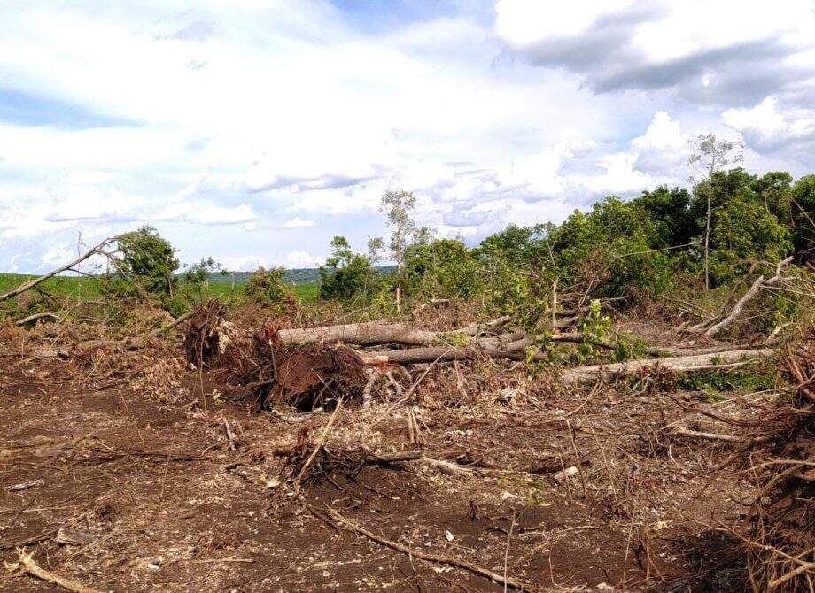 Pecuarista de Dourados é multado em R$ 20 mil por desmatamento em áreas de nascentes