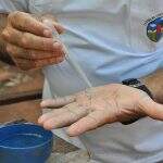 Dengue avança em Dourados com 49 casos confirmados