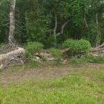 Pecuaristas são autuados em R$ 12 mil por desmatamento em Camapuã