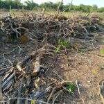 Proprietária rural é autuada por desmatamento e exploração de madeira ilegais
