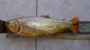 Peixe de pesca proibida foi apreendido (Foto: Divulgação