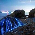 Camarões bioluminescentes ou vaga-lume do mar, no Japão.
