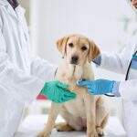 Dia do Veterinário: conheça o cachorrinho Cartucho que luta pela sobrevivência