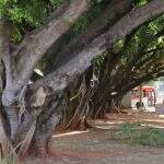 ‘Cirurgia’ e clones são saídas para superar morte de árvores centenárias em Campo Grande 