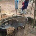 VÍDEO: filhote de anta é resgatado em fazenda pela PMA