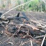 PMA autua pecuarista de Camapuã em R$ 4,8 mil por desmatamento e incêndio em vegetação nativa