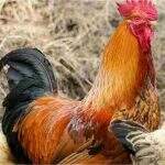Pesquisa da UFMS sugere farinha de folha de moringa e polpa de bocaiuva para frangos caipiras