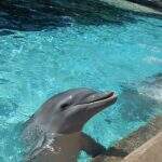 Conheça o parque localizado em Orlando onde você pode nadar com golfinhos