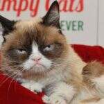 Morre “Grumpy Cat”, gata rabugenta que virou meme na internet