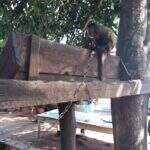 PMA autua dono de sítio por manter macaco-prego ilegalmente em cativeiro