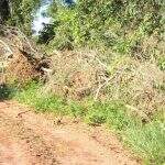 Fazendeira é multada por derrubada de árvores nativas para plantio de lavoura