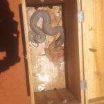 Dona de casa encontra cobras jararaca e boca-de-sapo embaixo de máquina de lavar em MS