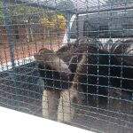 PMA captura tamanduá-bandeira em quintal de residência em Coxim