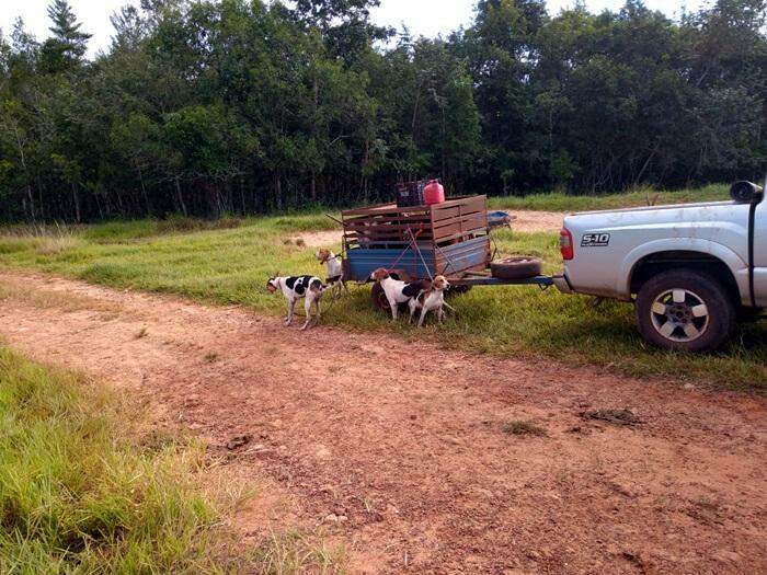 Caçadores com 19 cães e lanças de caça são presos pela Polícia Militar em MS
