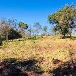 Campo-grandense é autuado em R$ 18 mil por desmatar 60 hectares em fazenda de MS