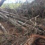 Proprietário rural é autuado em R$ 4,5 mil por exploração ilegal de madeira