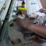PMA autua infrator em R$ 3 mil por envenenar e matar filhote de cachorro