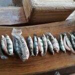 Pescadores paulistas são presos transportando 100 kg de pescado em ônibus em MS