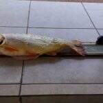 Pescador paranaense é autuado em R$ 2,8 mil por matar peixe dourado em MS