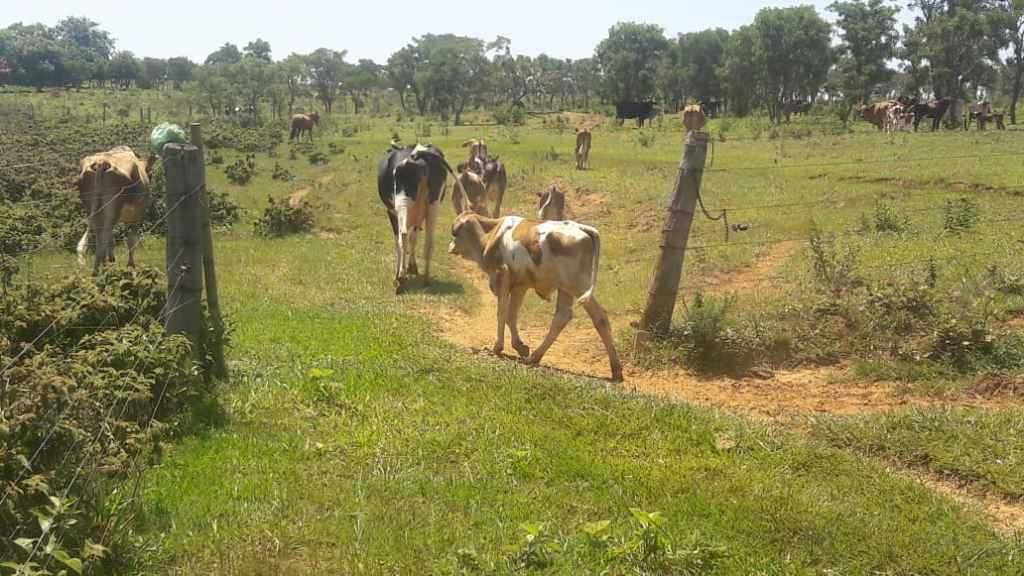Moradores de assentamento são multados em R$ 25 mil por criar gado em área de preservação