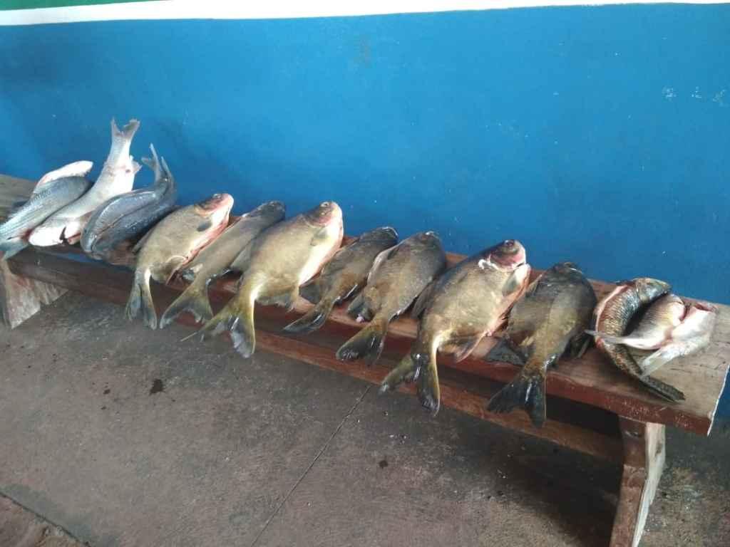Pescador é preso com 21 kg de peixes capturados durante piracema em MS