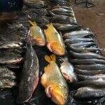 Mato-grossense é autuado pela PMA após transporte irregular de 108 quilos de pescado