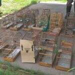 Por manter 16 aves silvestres em cativeiro, homens são multados em R$ 8 mil